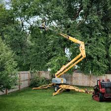 Professional Tree Removal and Landscaping Services in Jupiter, FL